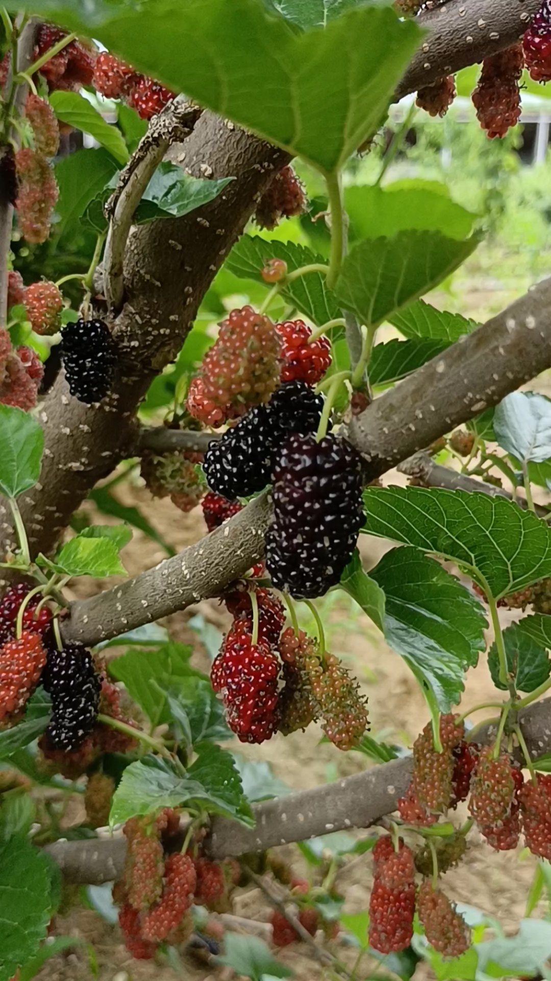 无籽大十果桑树苗无籽大十果桑果桑树苗