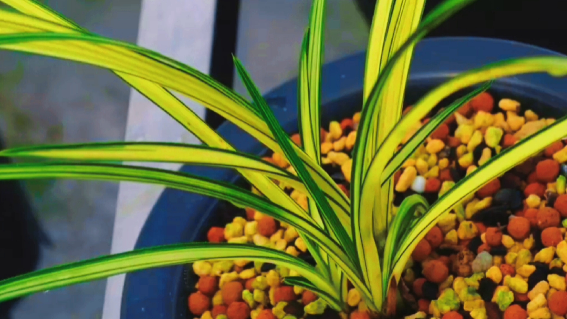 兰花#惠兰精品中透