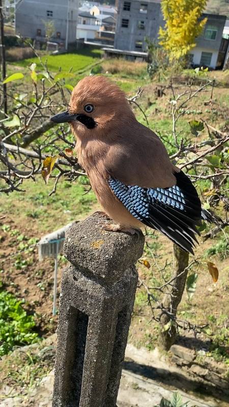 松鸦的这个发型总感觉在哪见过