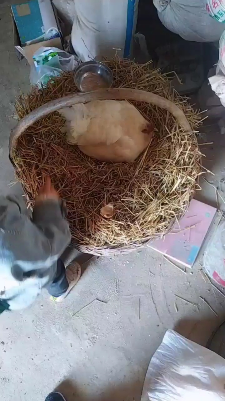 母鸡抱窝#很多年没见母鸡抱窝了,现在一般都是人工孵化