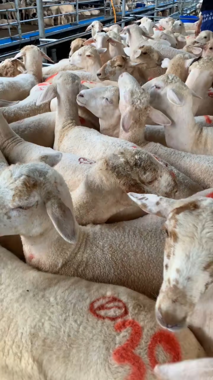 澳洲白绵羊#内蒙阿拉善的朋友亲自来场挑选260只澳寒杂交基础母羊