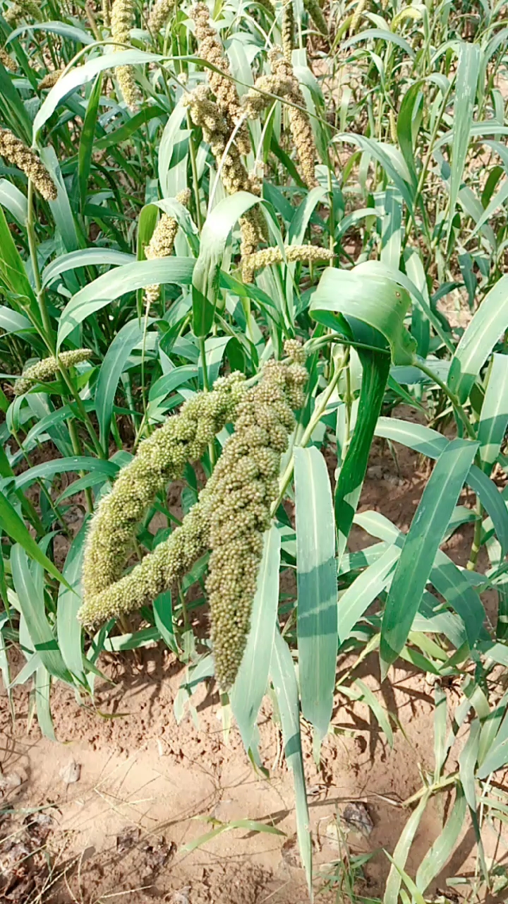 手机摄影#金黄得谷穗儿