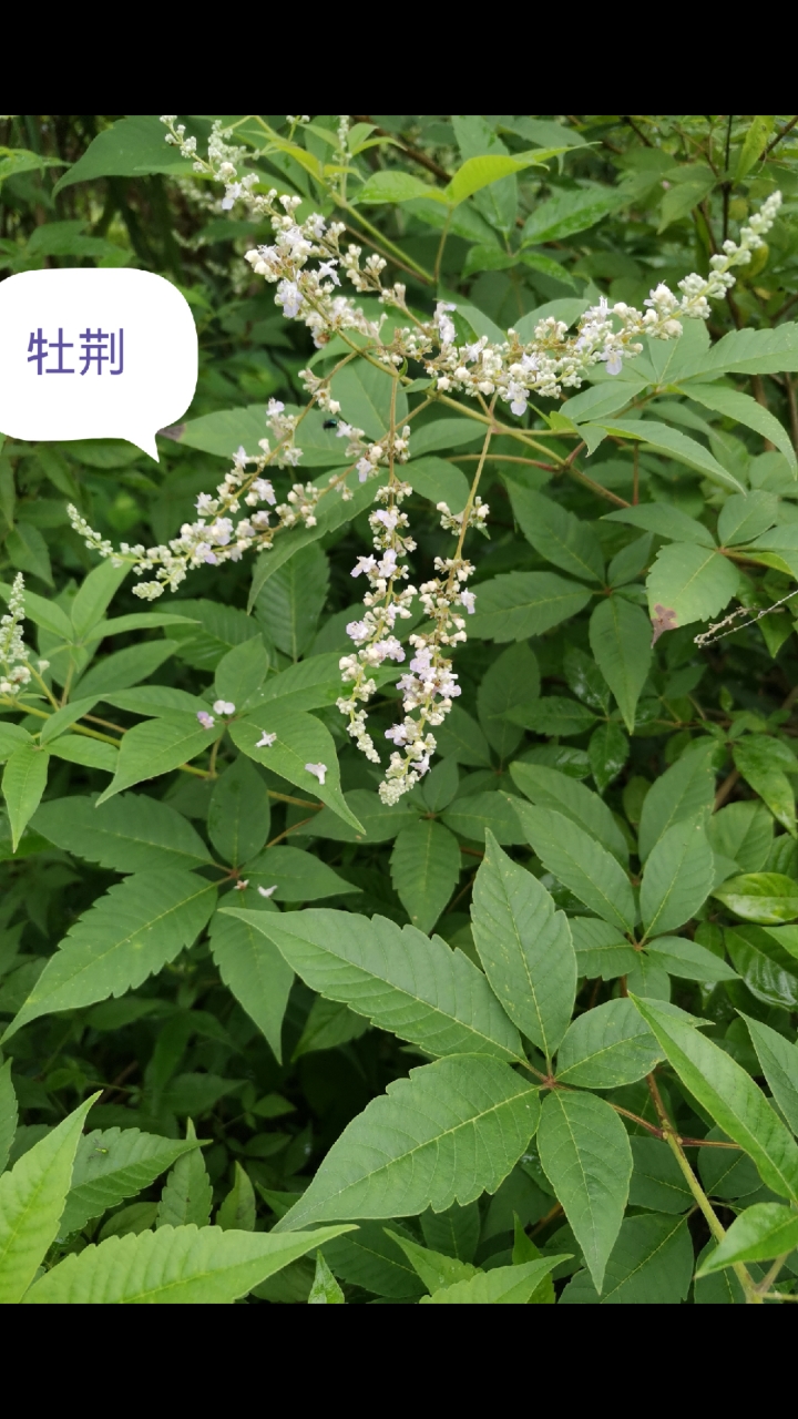 认识植物#认识植物:牡荆