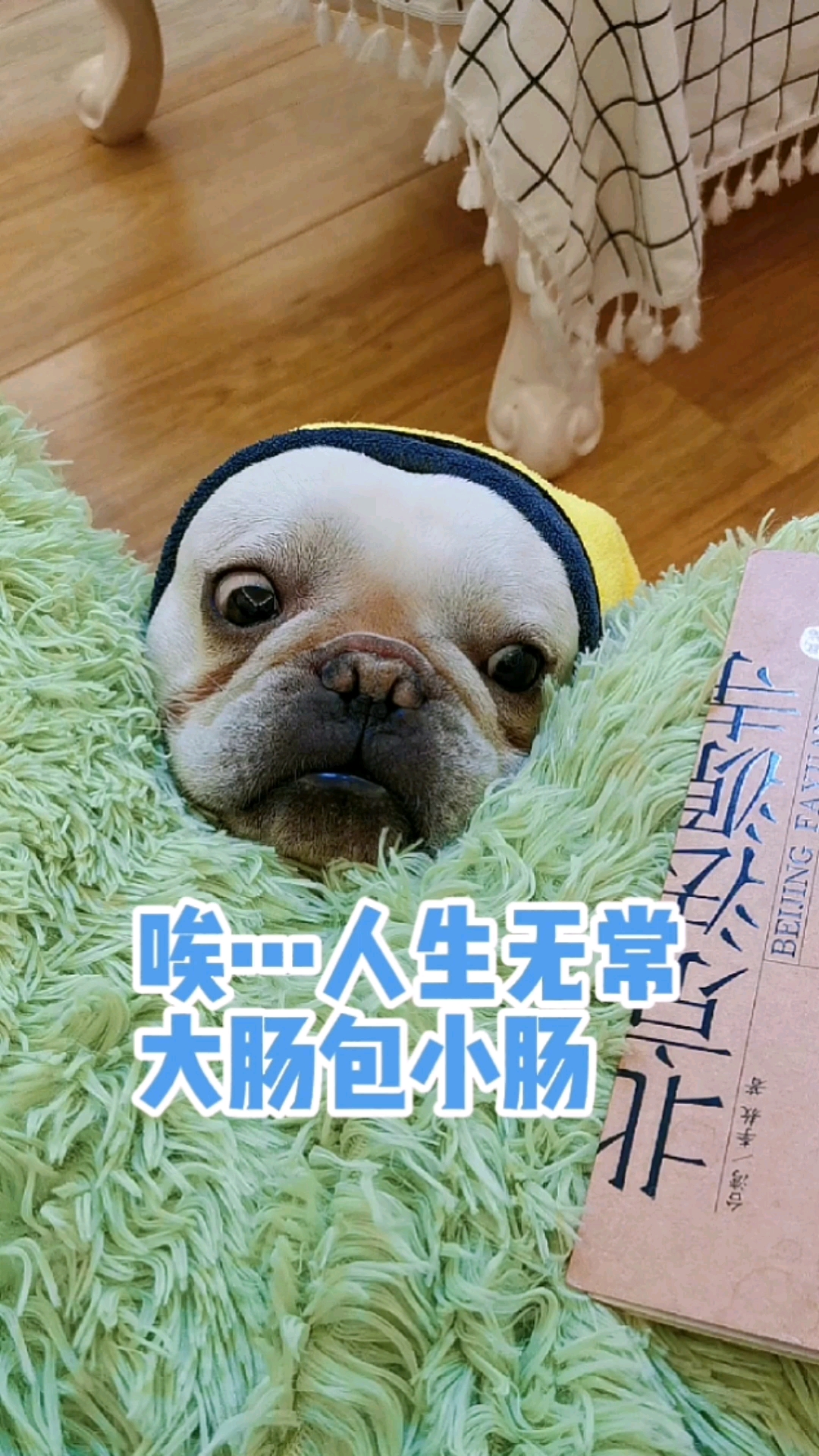 搞笑萌宠#唉…真是,人生无常,大肠包小肠