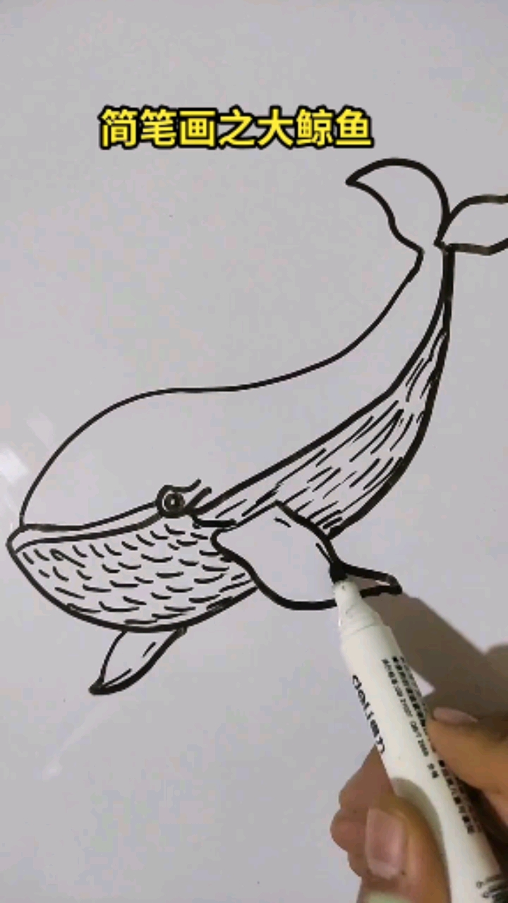 画画原来如此简单#简笔画之大鲸鱼