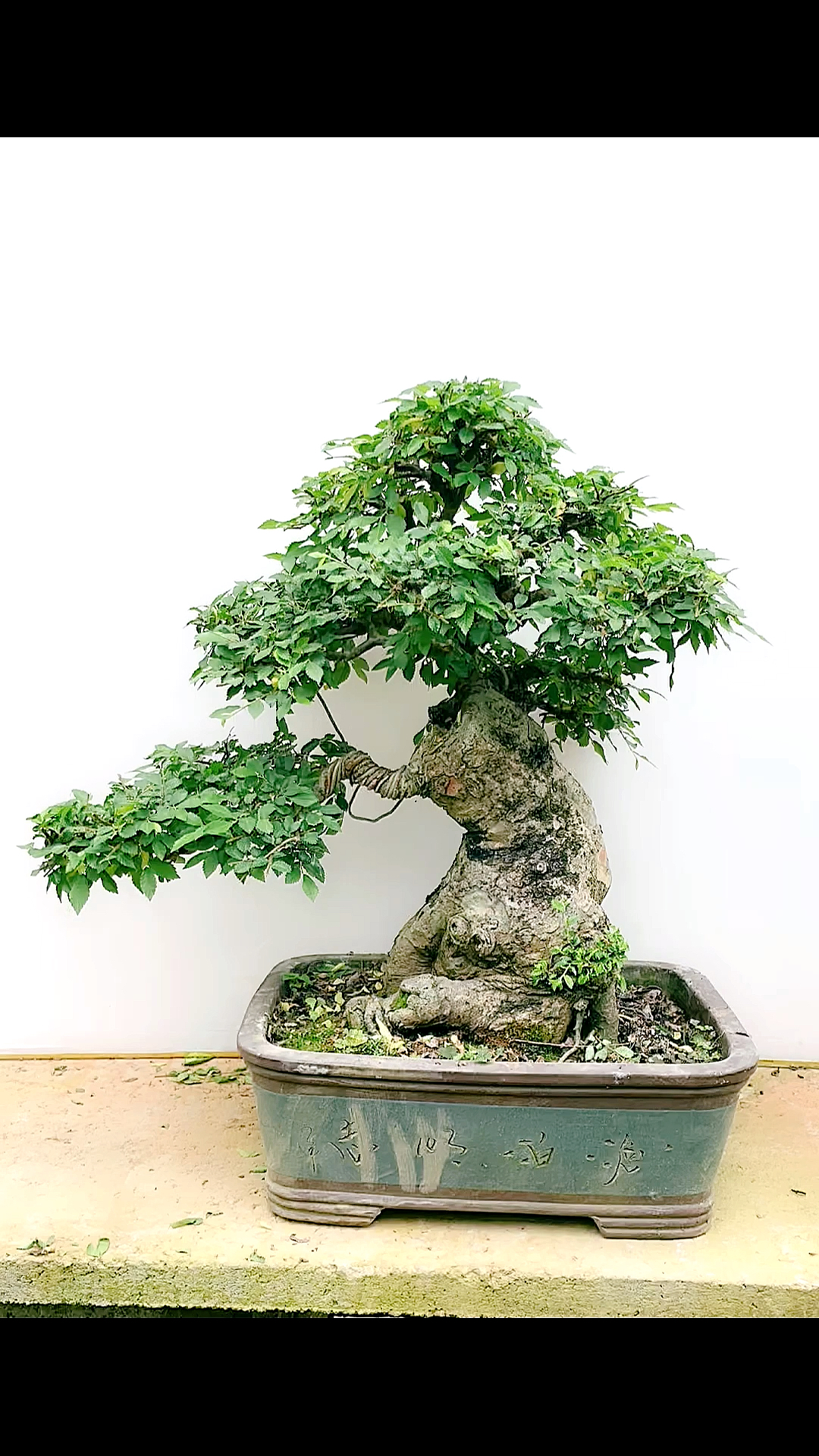 榆树的寓意就象征着财富和富贵之意年年有余