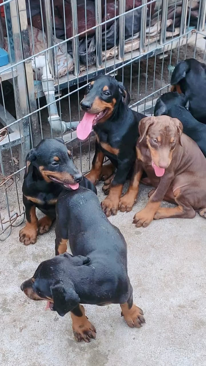 德系杜宾犬#大型护卫犬的颜值担当他,忒帅了