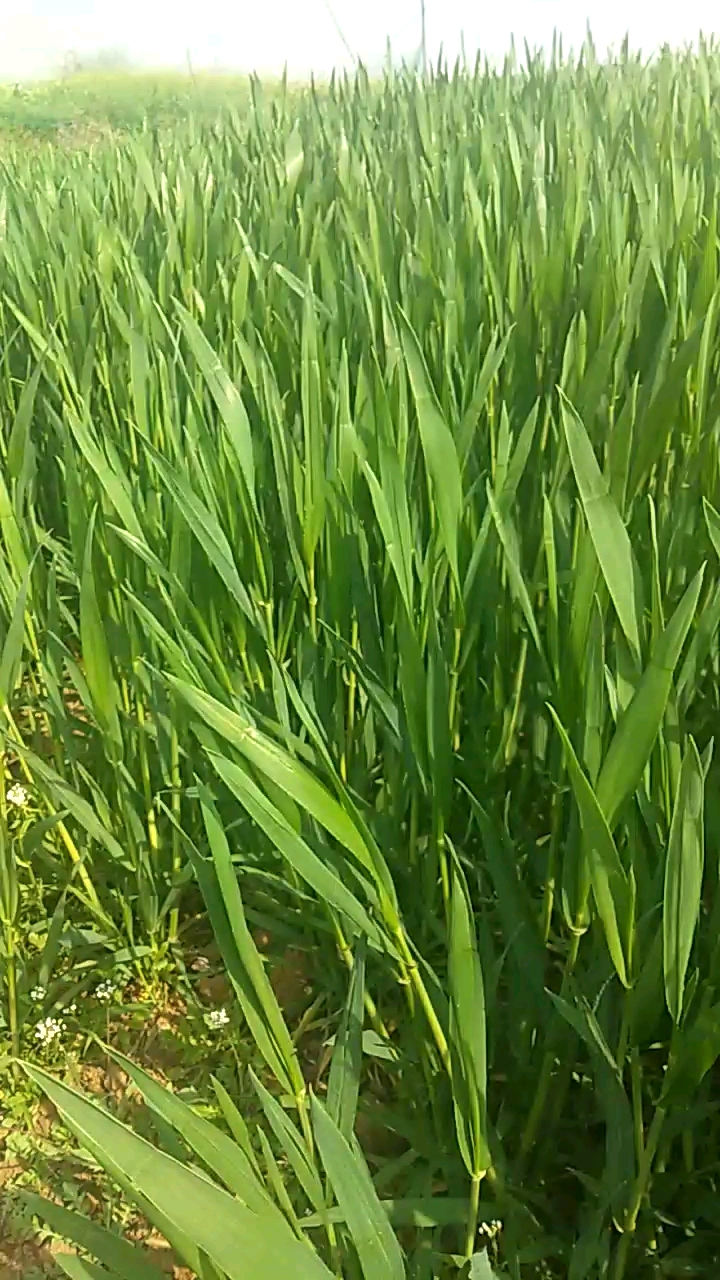 家鄉的小麥田#今天回老家了,看看家鄉的麥田,一片綠油油