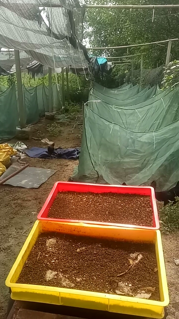 黑水虻养殖#孵化3天后的黑水虻幼虫开始入池干饭
