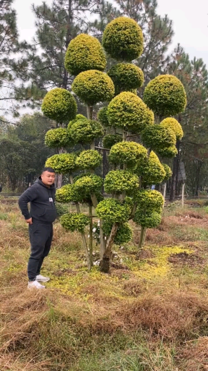 亮晶女贞造型树,四季不落叶.适合庭院别墅农家小院栽植