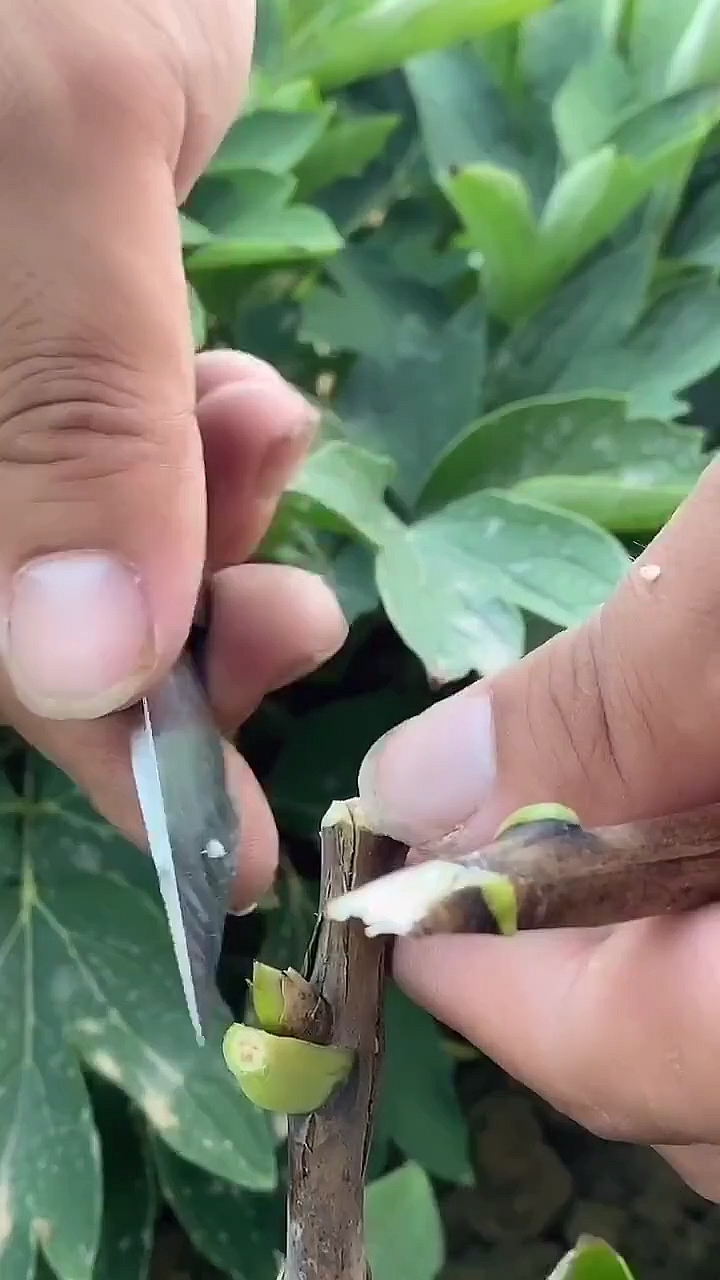 夏季观赏牡丹高枝嫁接,顶部保留了一个砧木芽是有原因的,这样愈合的会