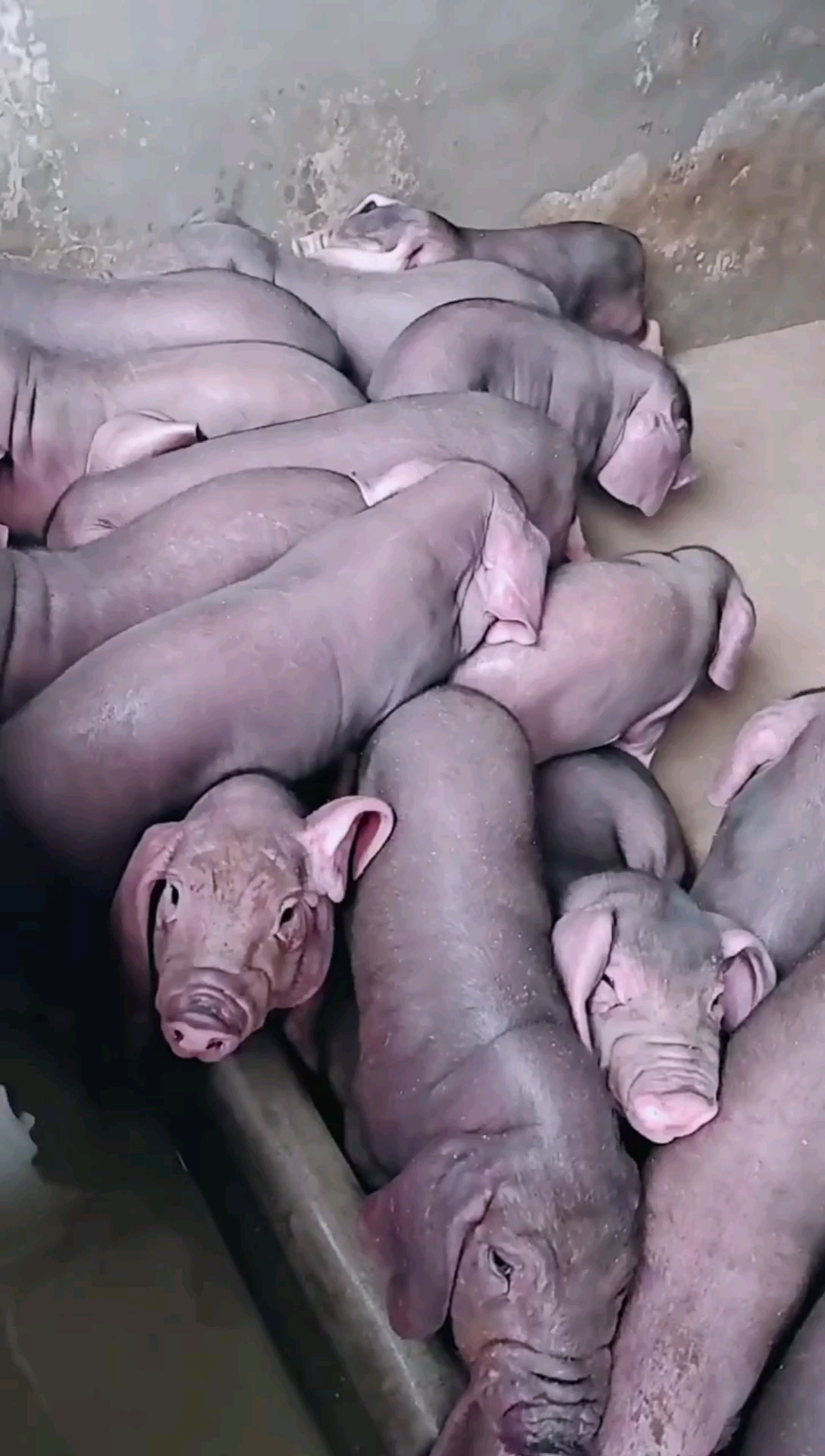 养猪#太湖母猪高产母猪