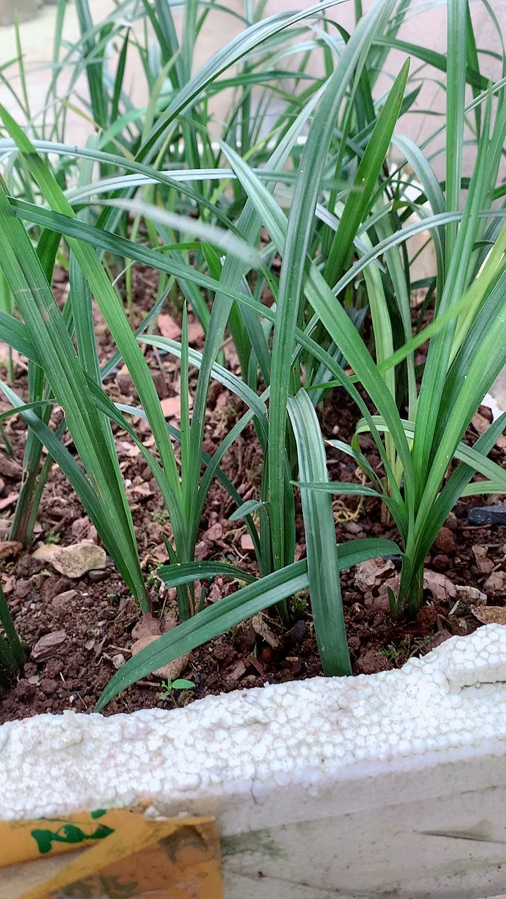 #兰花#泡沫箱的小苗春剑