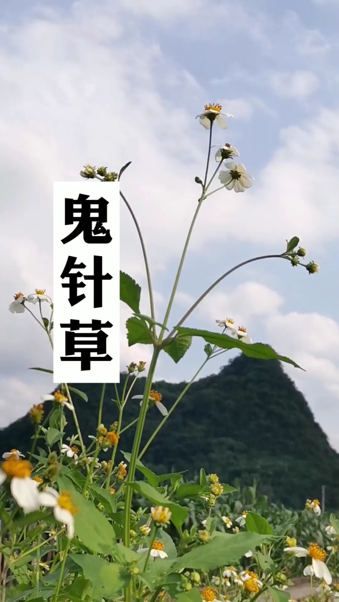 鬼针草,田间地头的暗黑女王,你们那土话叫什么?