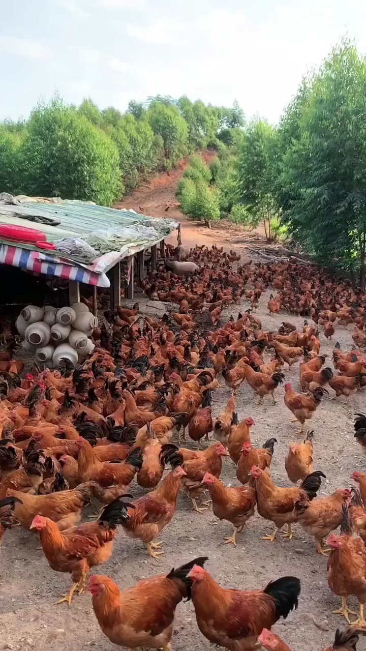 新手养鸡必备偏方.