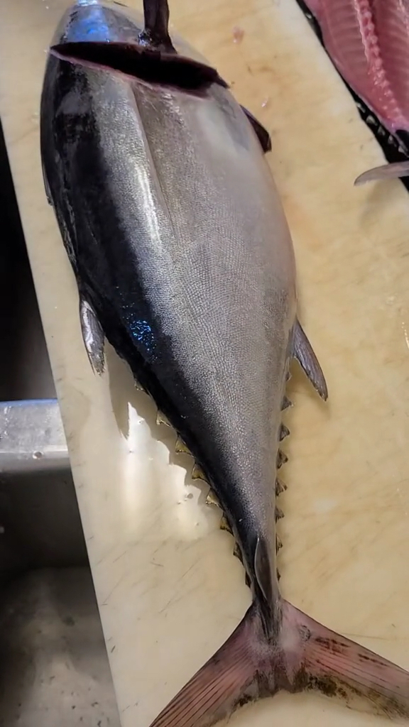 金枪鱼分解一条小的金枪鱼大家看看这个手法怎么样