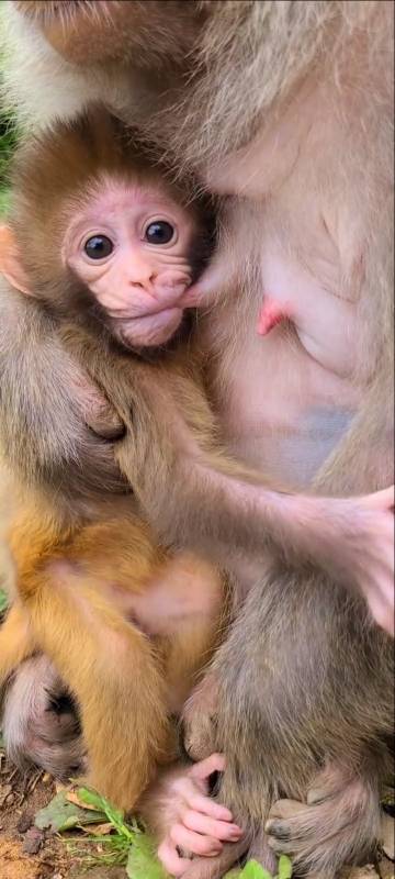 正在吃奶的猴宝宝,看起来也太萌了