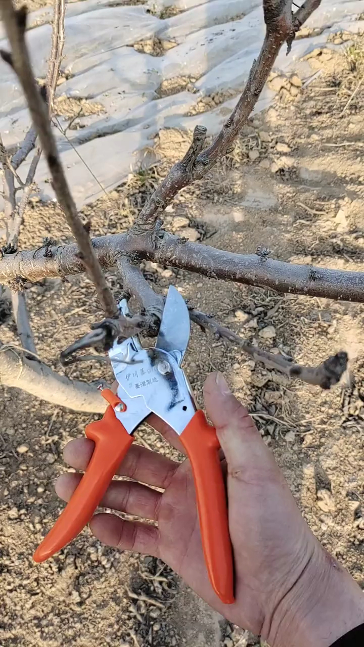 果树修剪嫁接技术#大樱桃修剪是为什么会长成这样?