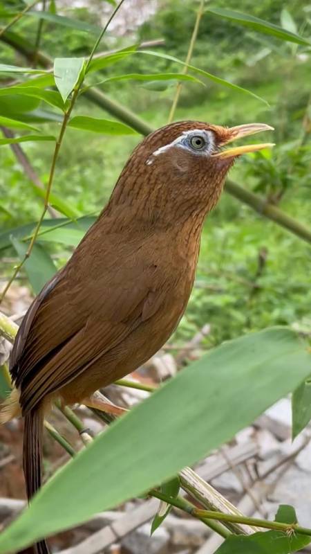 神奇动物在这里#画眉鸟叫声