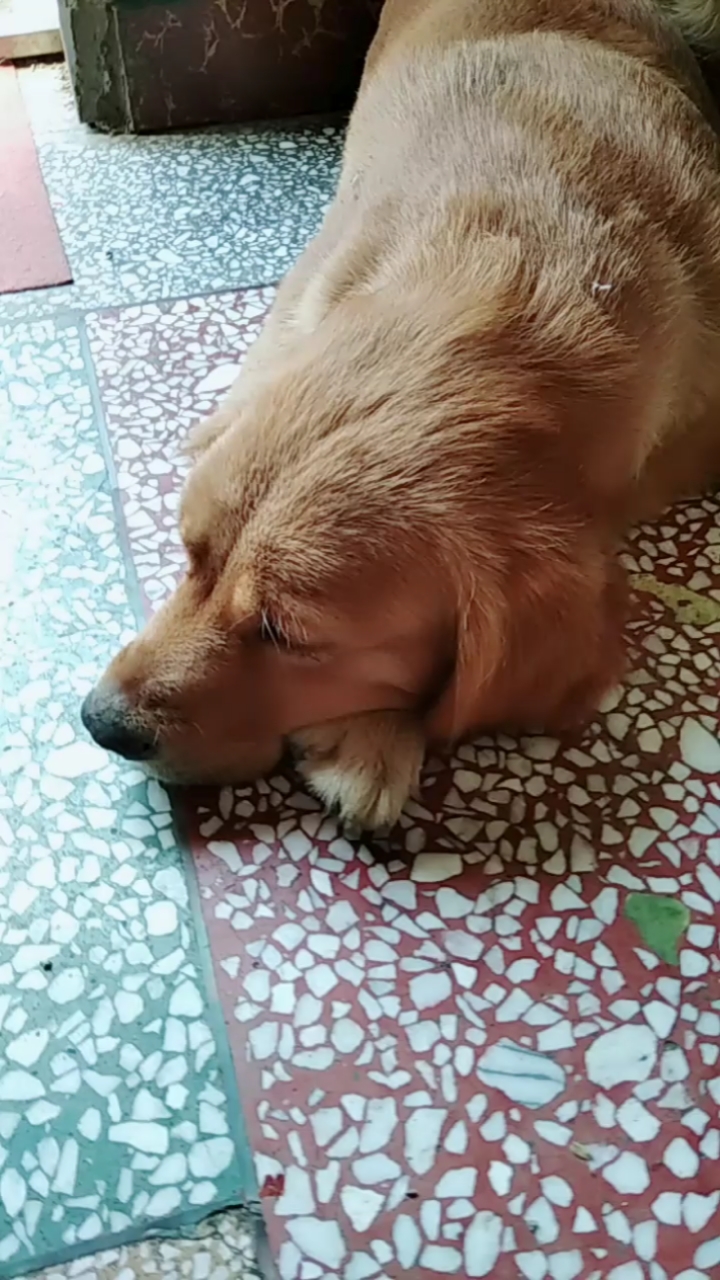 大懒虫,睡大觉,还躺下了,觉得可爱的点赞呗!