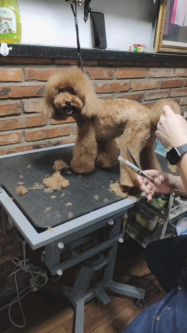 泰迪美容#后腿外侧修剪教程