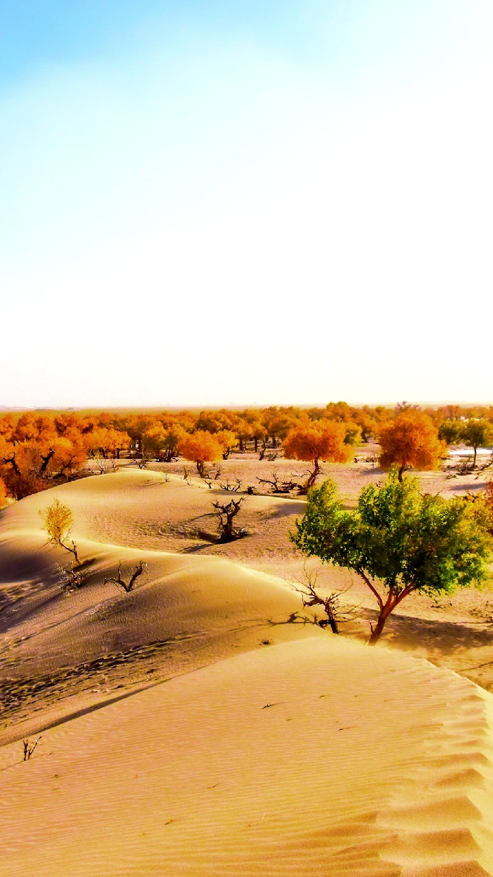 旅游进行时#沙漠成森林多少人的心血,造福后代花枝春满极致得美!