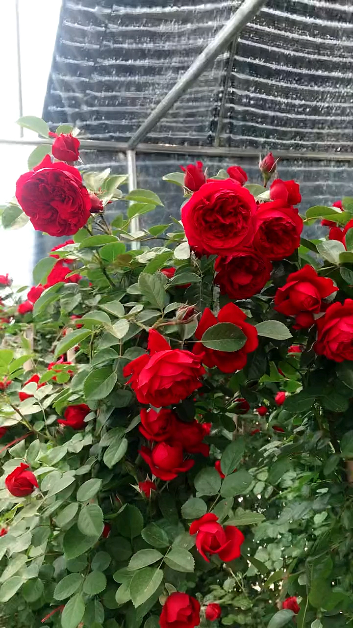 藤本月季弗洛伦蒂娜开花红红火火适合做拱门花墙花柱等造型