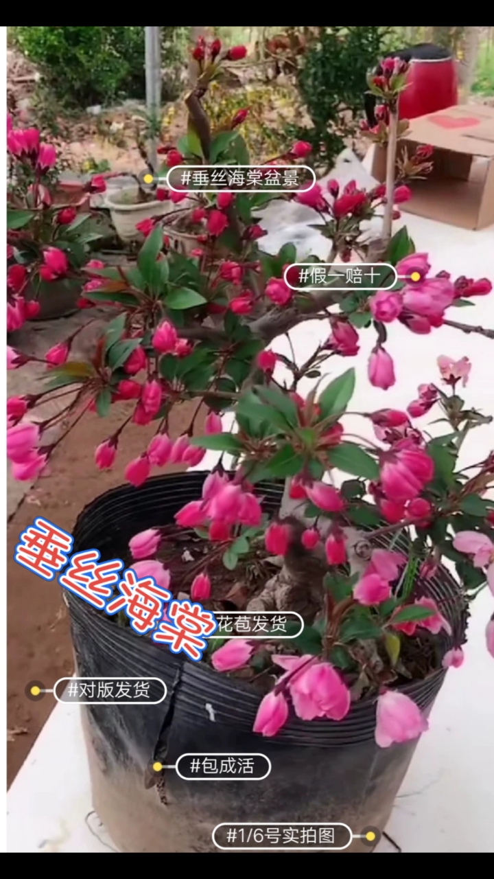 冬红果盆景!东北大沙果盆景!喜欢的朋友双击加关注!谢谢