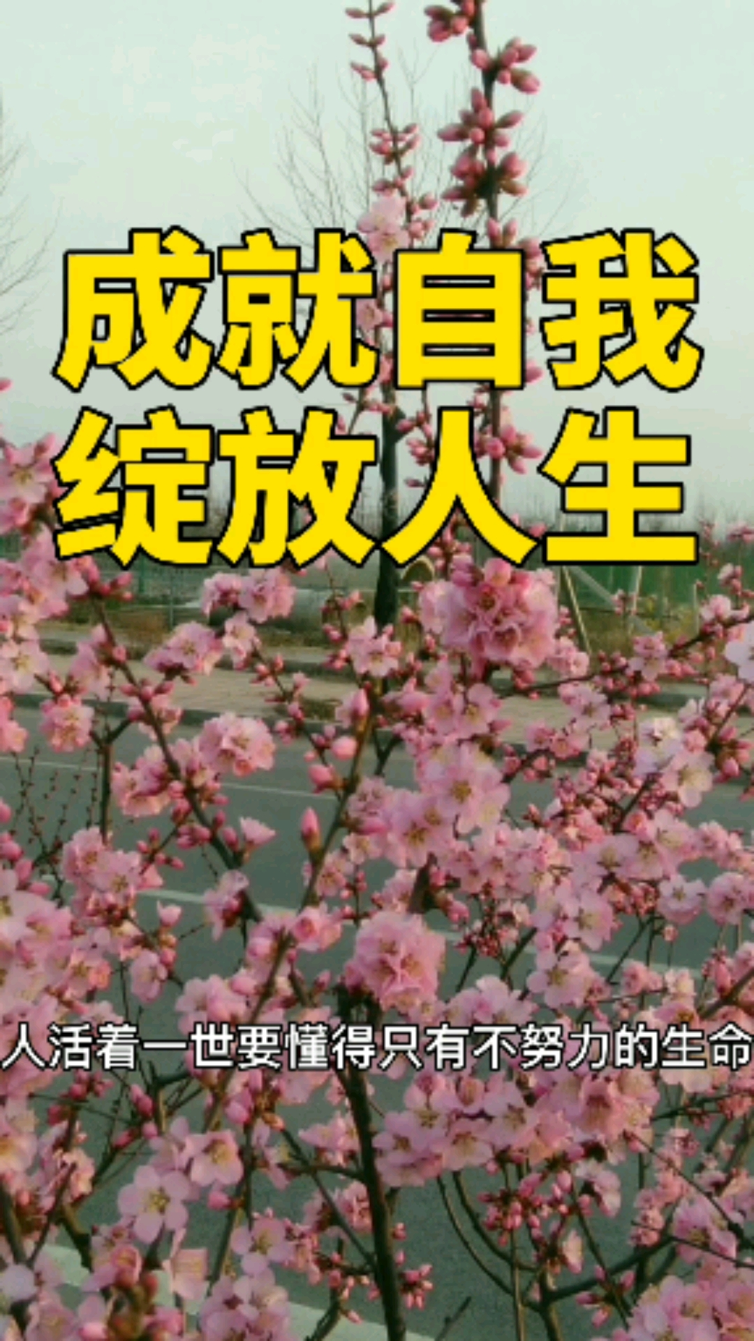 人活着就要努力,绽放自己的人生