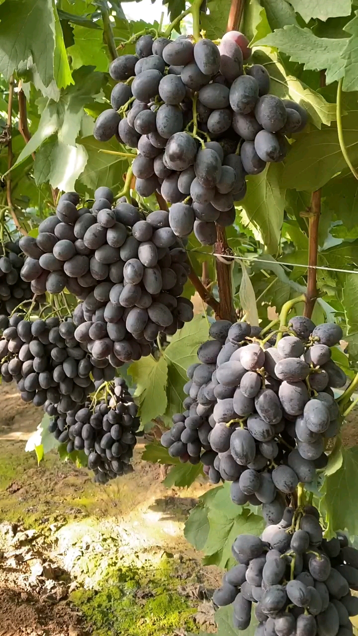 黑提葡萄苗,适合庭院种植的好葡萄品种