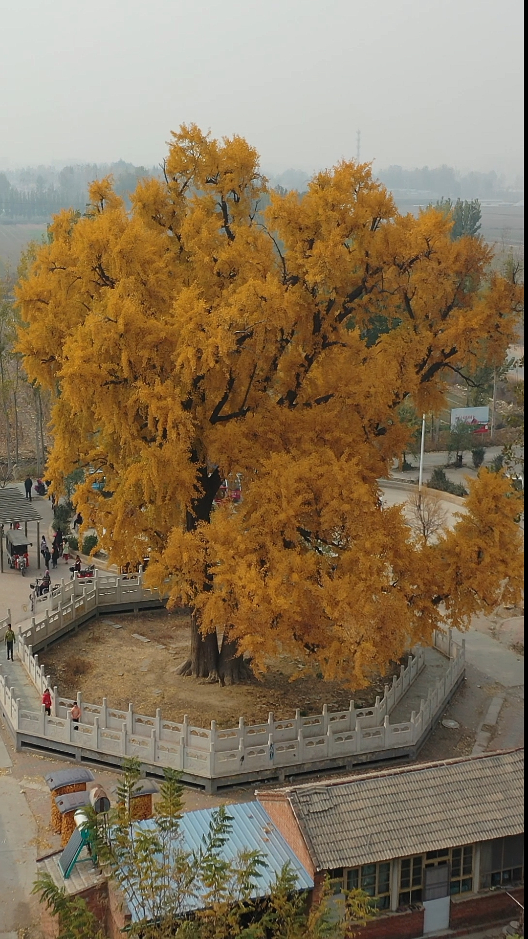 千年古银杏树位于香河县五百户镇香城村,高22米,传说已有1200年树龄.