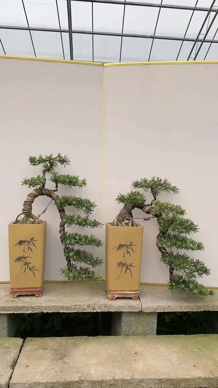 步步高升罗汉松
