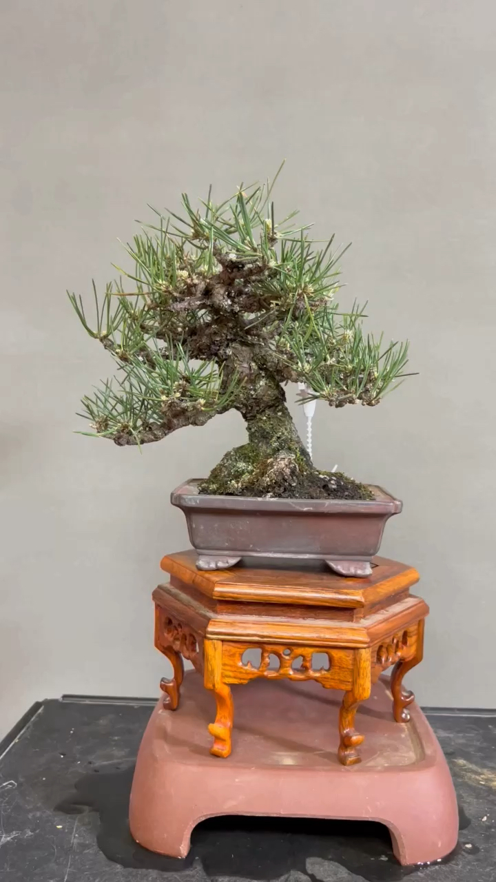 矮霸三河黑松#三河黑松精品盆景