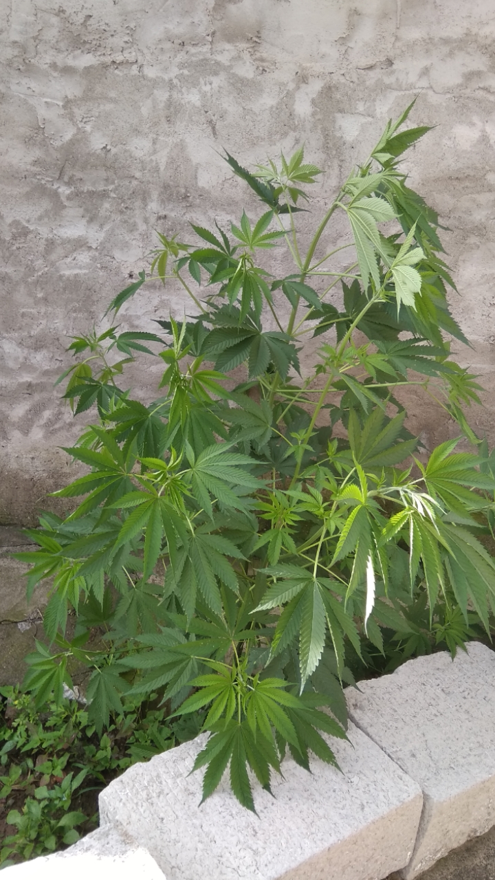 快来看好罕见的小麻苗儿