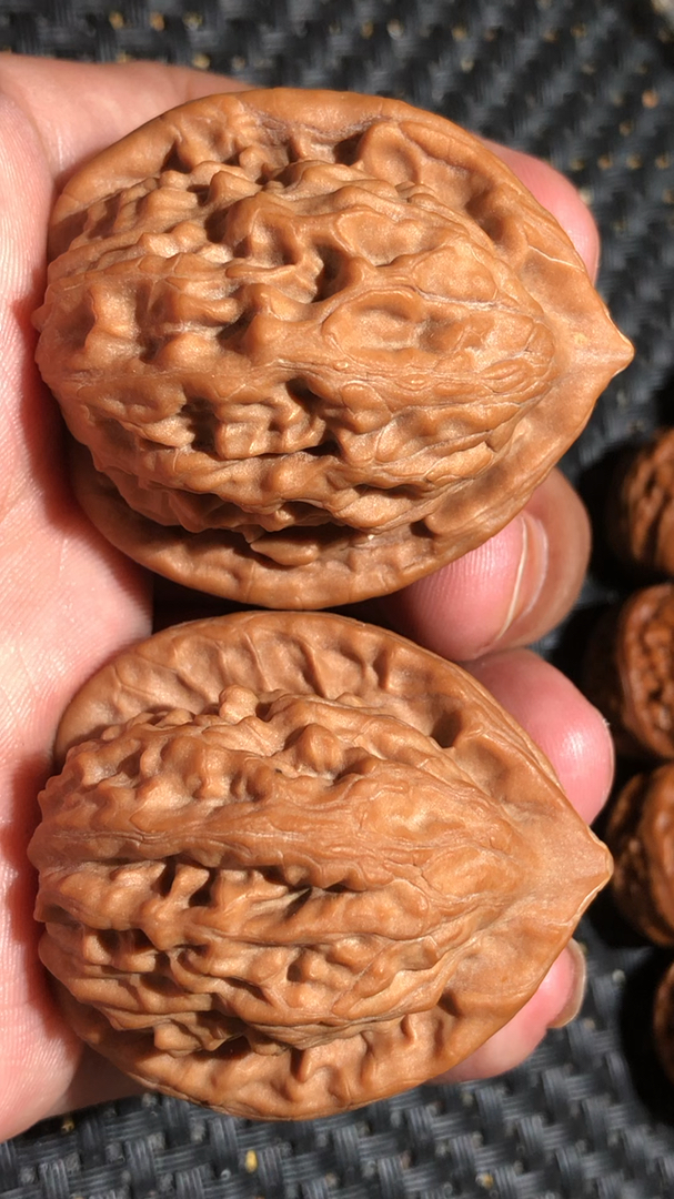 文玩核桃#精品小众,老树大红袍狮子头,边39肚37高44,全品无修,皮质