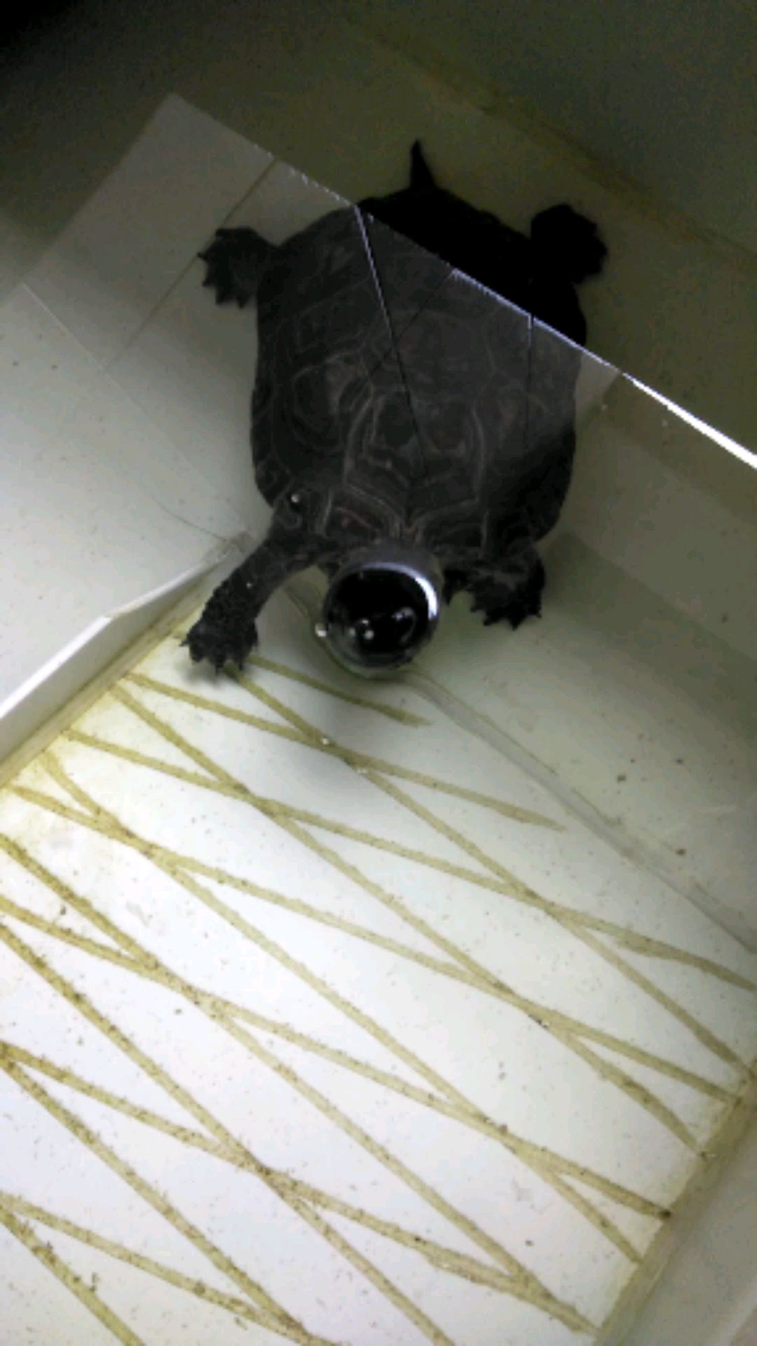 音为有你#这乌龟鼻子喷水,是什么情况呢?