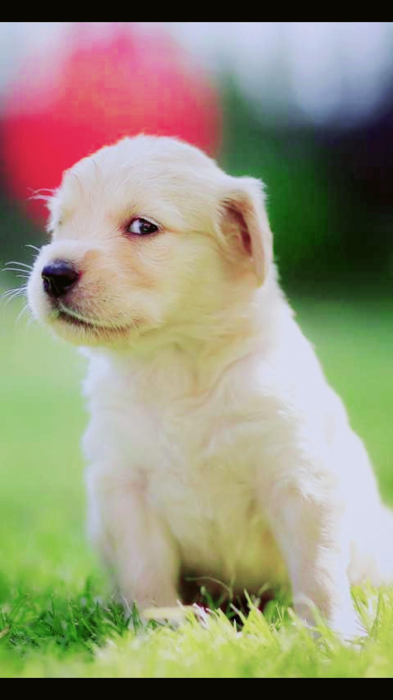 狗#你被狗子鄙视过吗?说实话!