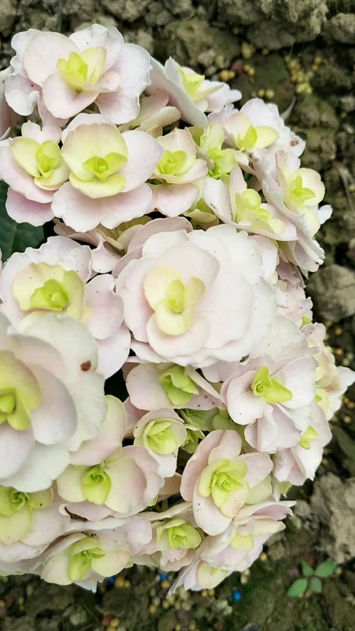 绣球花宝初花颜值高,皮实好养年年可爆花