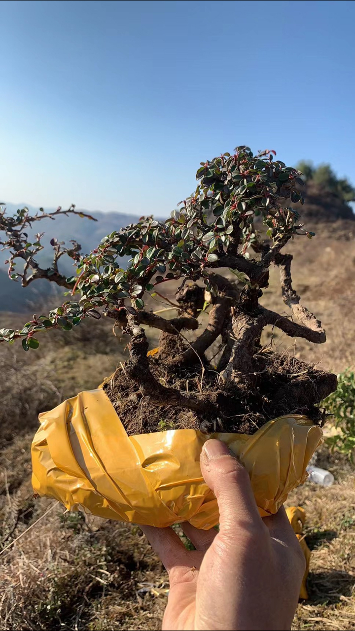 白花珍珠大果荀子