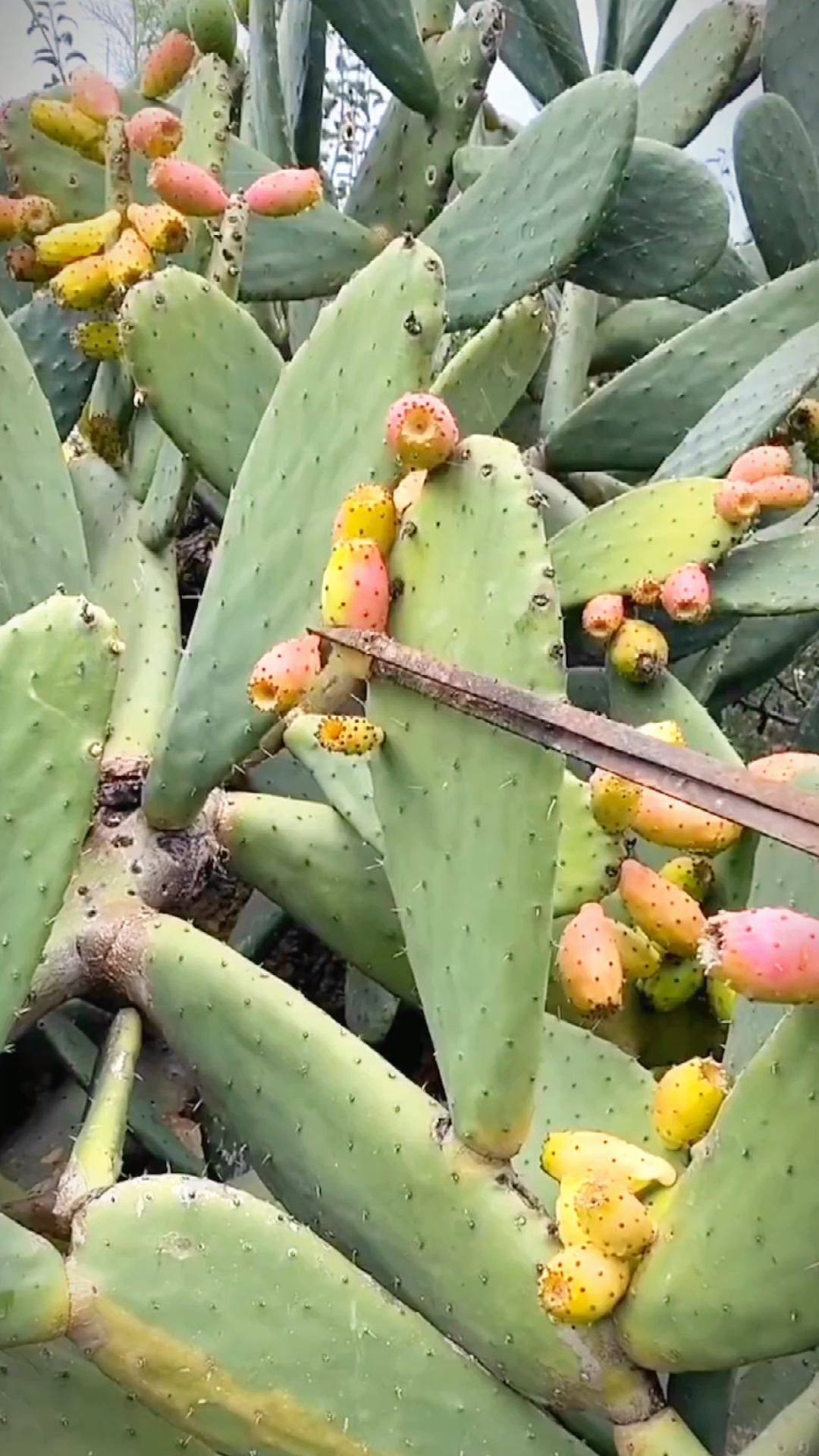 优质农产品#仙人掌果