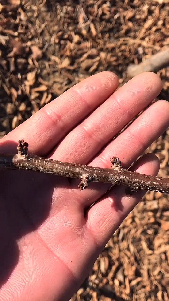 李子树的花芽该如何区分?看完就懂了-度小视