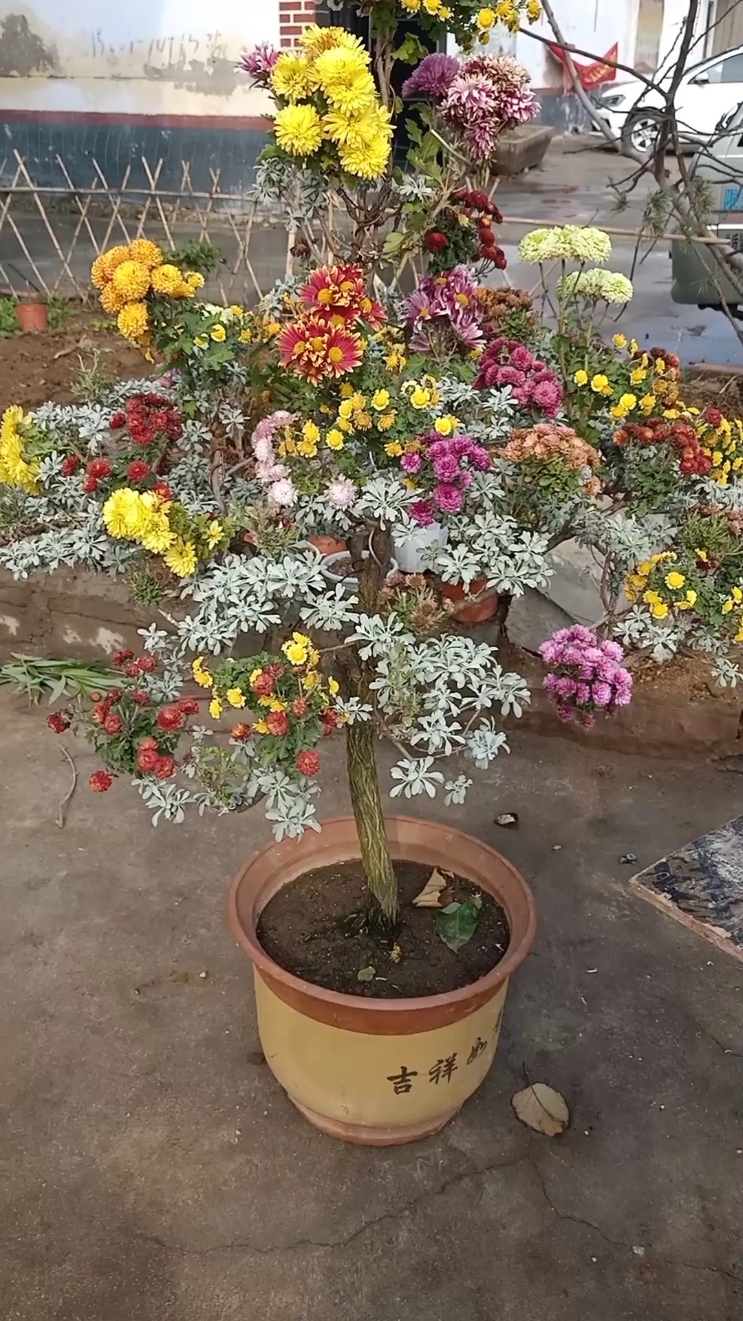 嫁接技术#蕲艾嫁接的多色菊花,一般人不懂