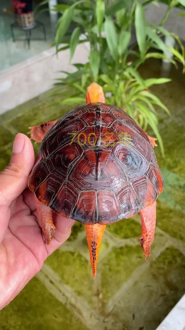 百色闭壳龟,低调又低调,养龟人的终极目标