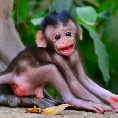 小猴子没长牙咧嘴是感到害怕了吗?