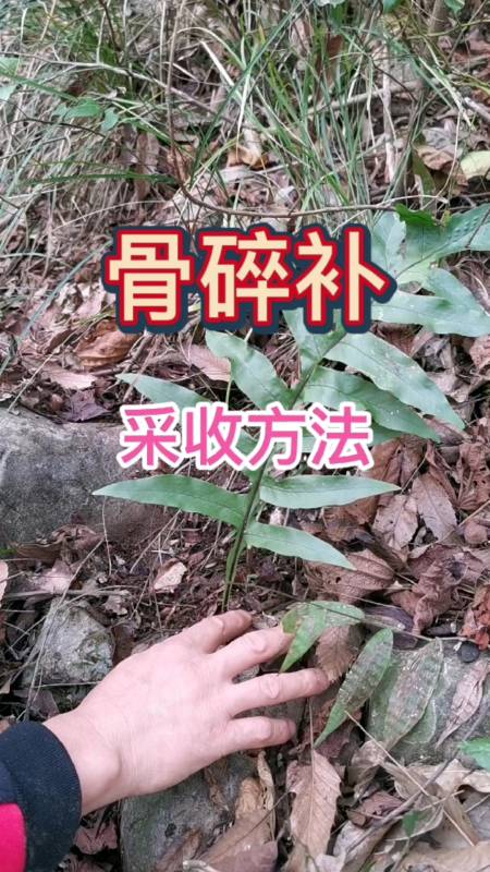 破壳计划骨碎补采收有讲究天时地利人和缺一不可