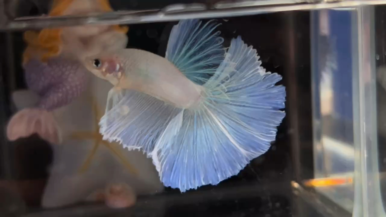 泰国斗鱼马尾狮王半月母斗鱼观赏鱼热带鱼活体宠物鱼缸淡水