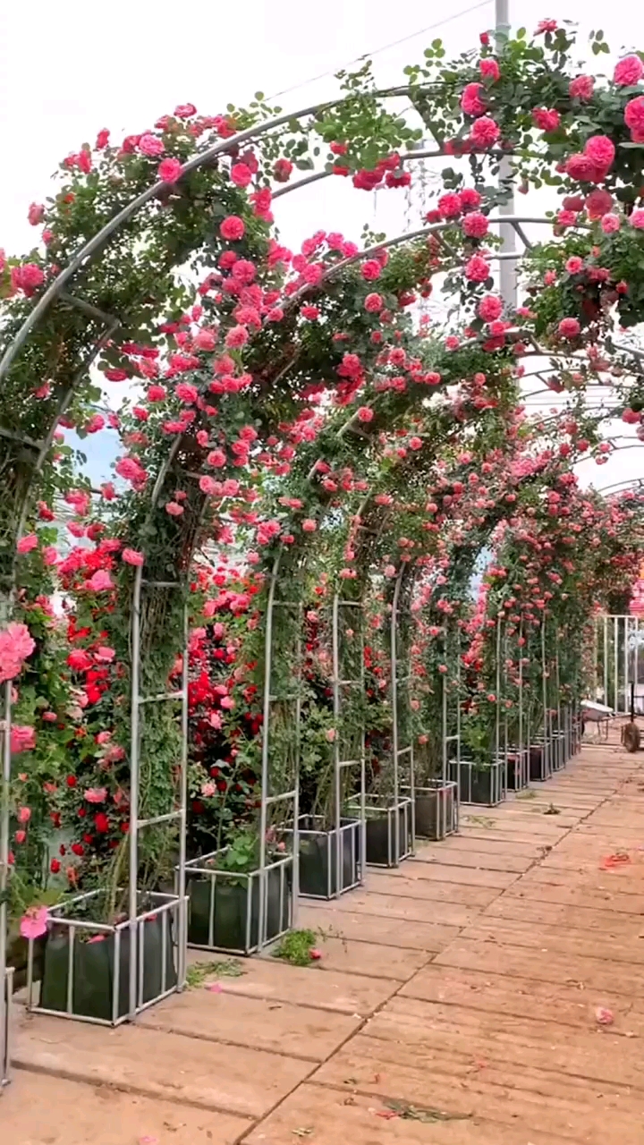 藤本月季成品拱门花量多花期长多季循环开花