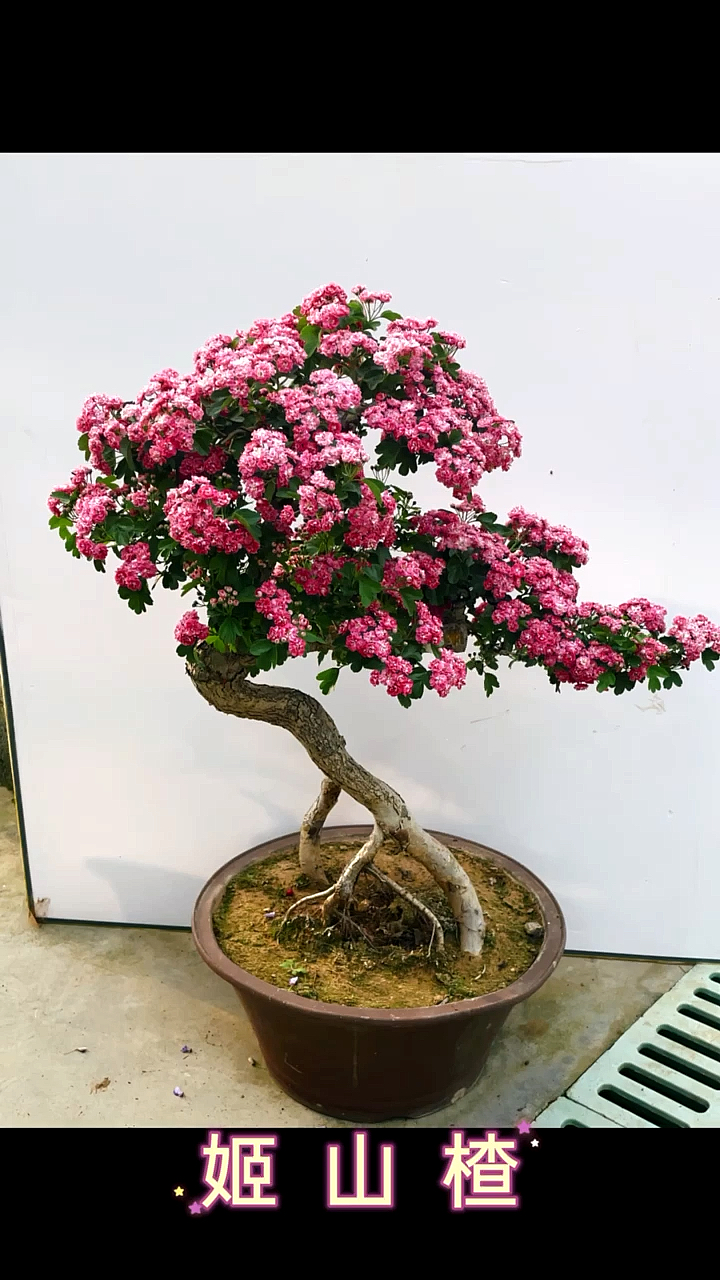 山楂树见过新品种姬山楂盆景你见过吗