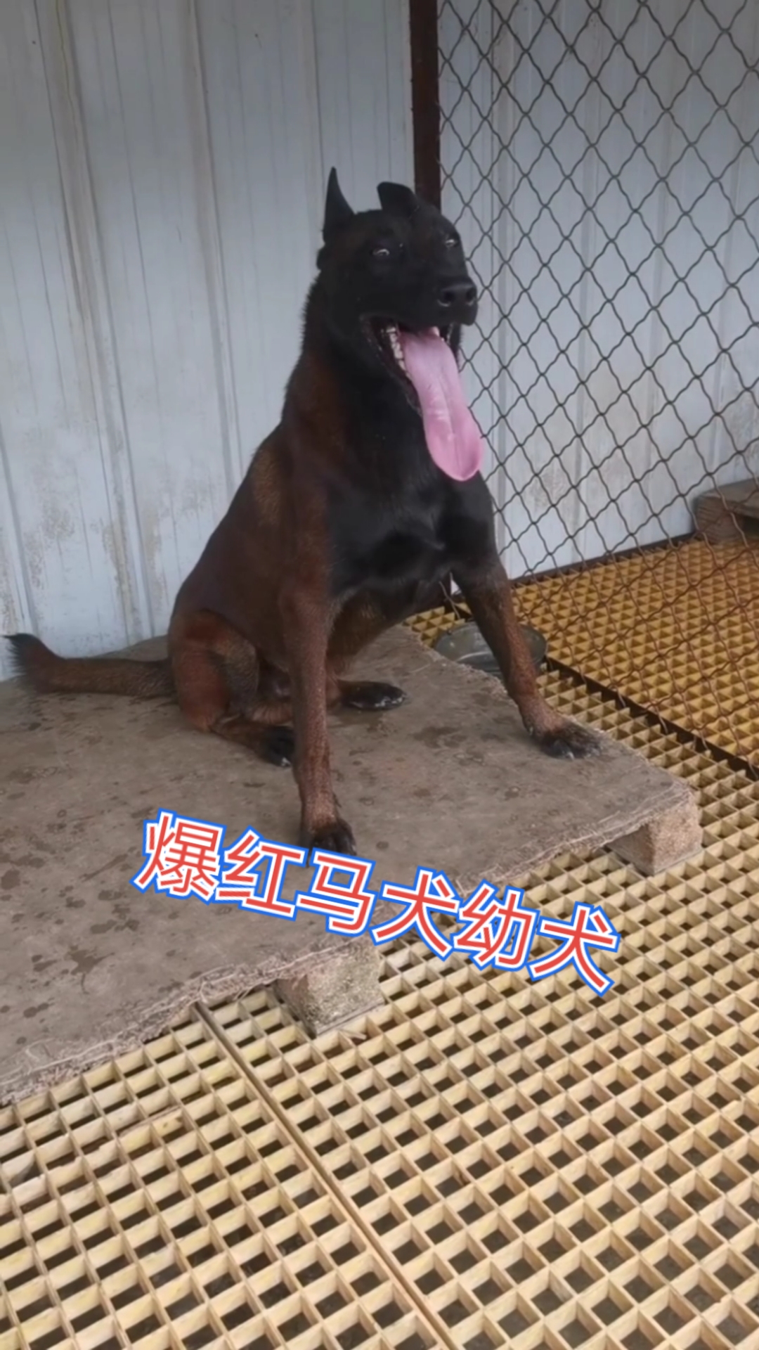 爆红马犬#马犬幼犬哪里有售,马犬幼犬价格