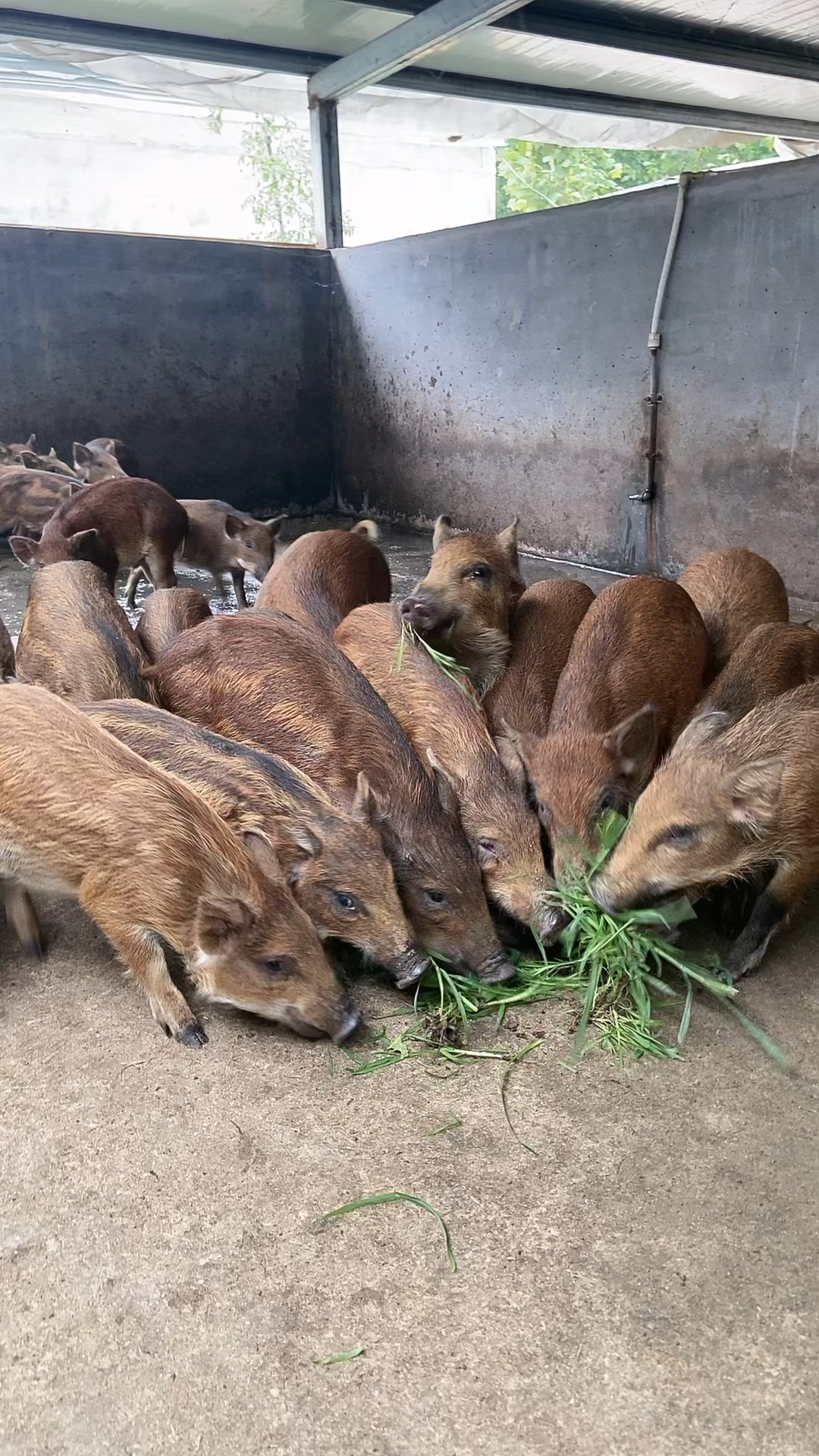 广西百色野猪养殖场图片